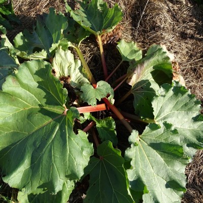 Semences Rhubarbe Victoria