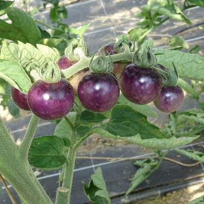 Semences Tomate Cerise Black Cherry