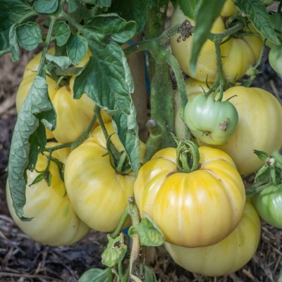 Semences Tomate Blanche Beauté Blanche