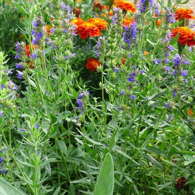 Bleuet Annuelle