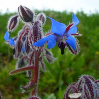 Bourrache Bleue
