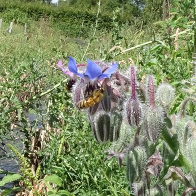 Bourrache Bleue