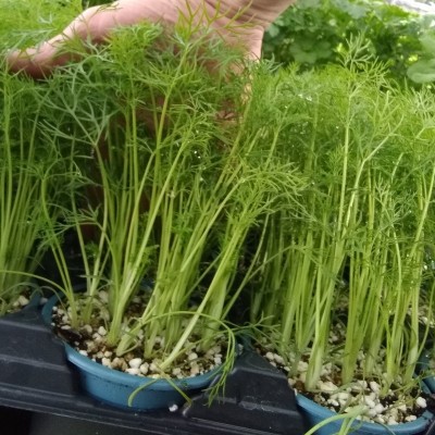 Aneth officinale
