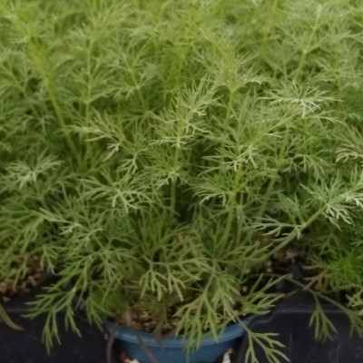 Aneth officinale