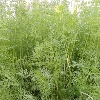 Aneth officinale