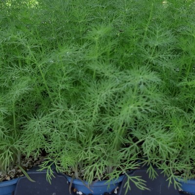 Aneth officinale