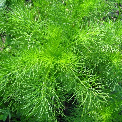Aneth officinale