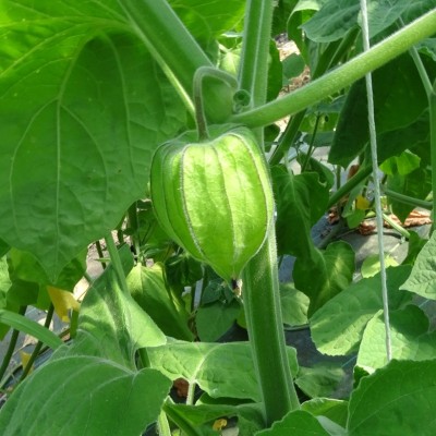 Physalis Coqueret du Perou