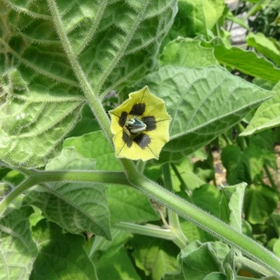 Physalis Coqueret du Perou