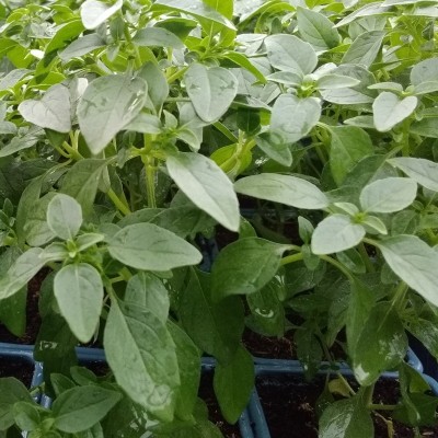 Basilic Citron