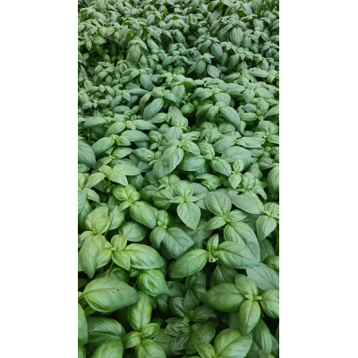 Basilic Genovese
