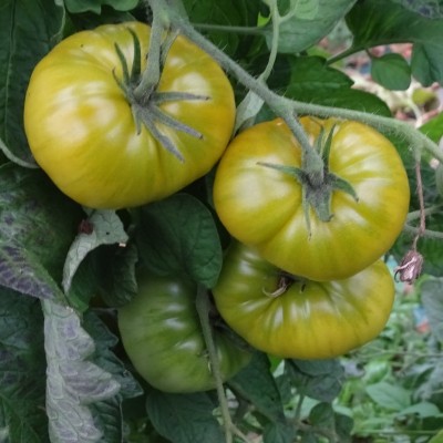 Tomate Verte Evergreen