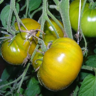 Tomate Verte Evergreen