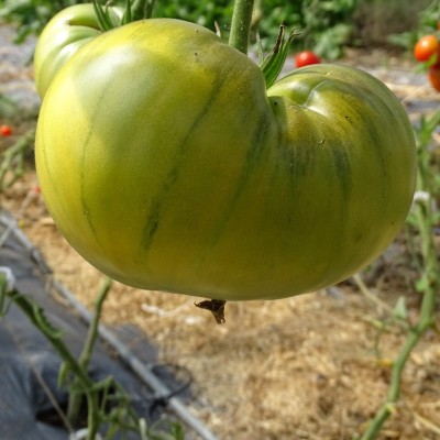 Tomate Verte Evergreen