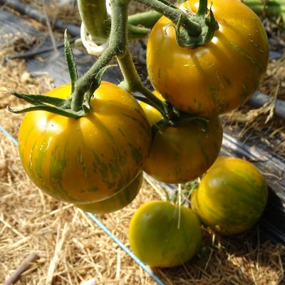 Tomate Tigrella