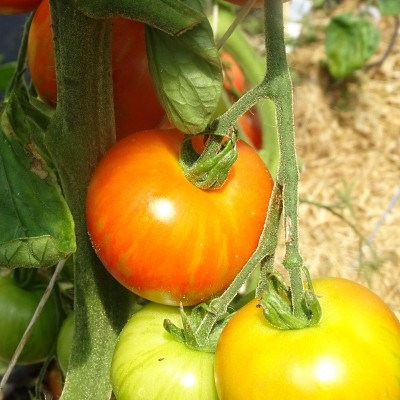 Tomate Tigrella