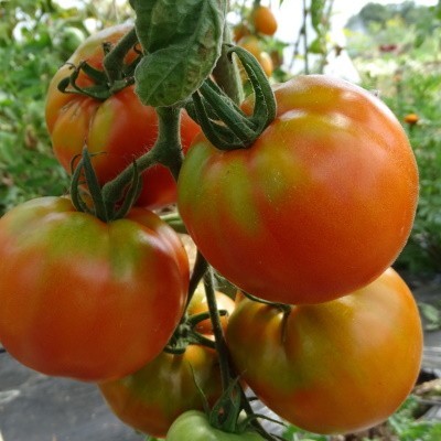 Tomate Saint Pierre