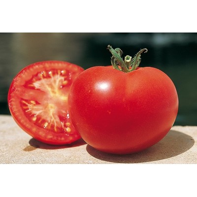 Tomate Saint Pierre