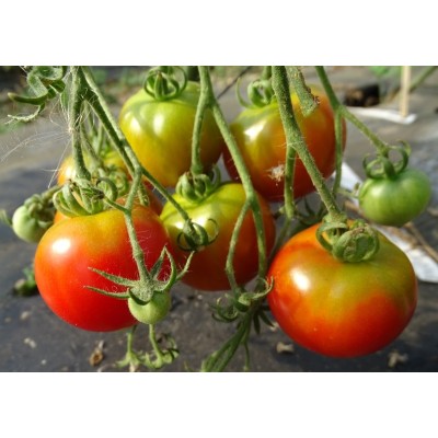 Tomate Rouge Bloody Butcher