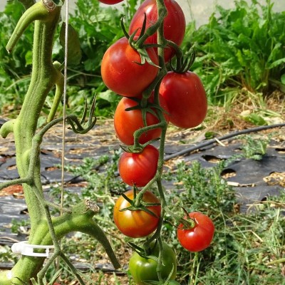 Tomate Rose Olirose de St Dominique