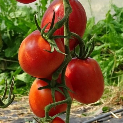 Tomate Rose Olirose de St Dominique