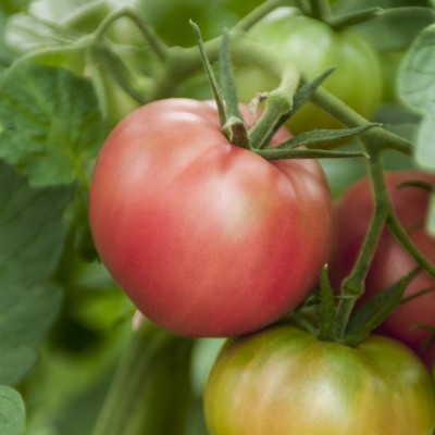 Tomate Rose de Berne