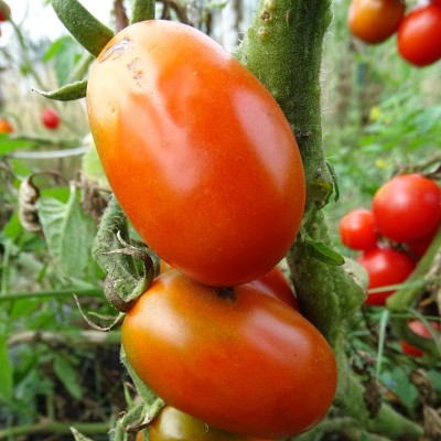 Tomate Roma
