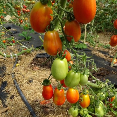 Tomate Roma