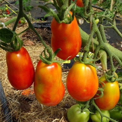 Tomate Roma