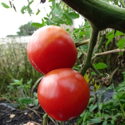 Tomate Rose de Berne