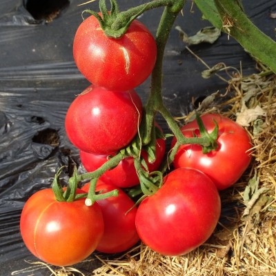 Tomate Rose de Berne
