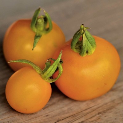 Tomate Reine d'Or