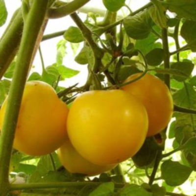 Tomate Reine d'Or
