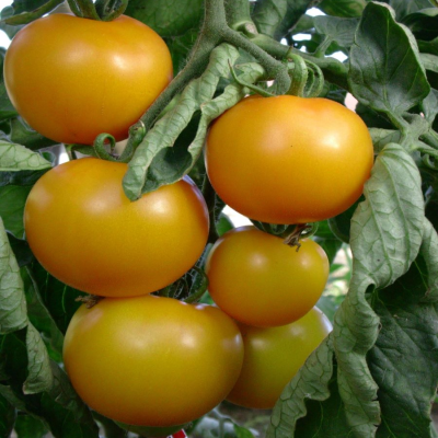Tomate Reine d'Or