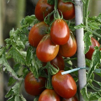 Tomate Prune Noire