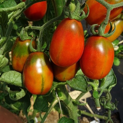 Tomate Prune Noire