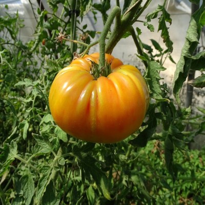 Tomate Orange Queen