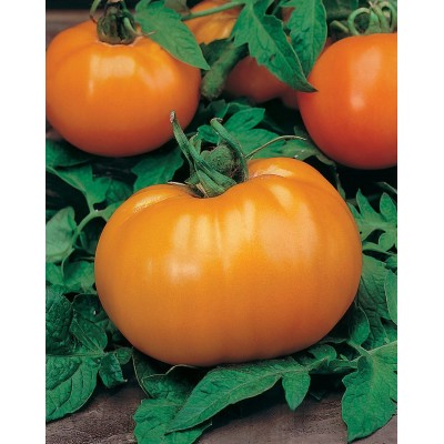 Tomate Orange Queen