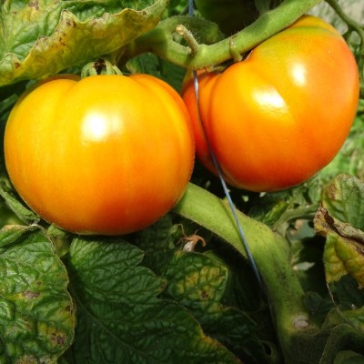 Tomate Orange Queen