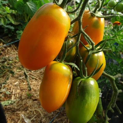 Tomate Orange Banana