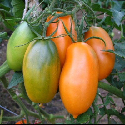 Tomate Orange Banana