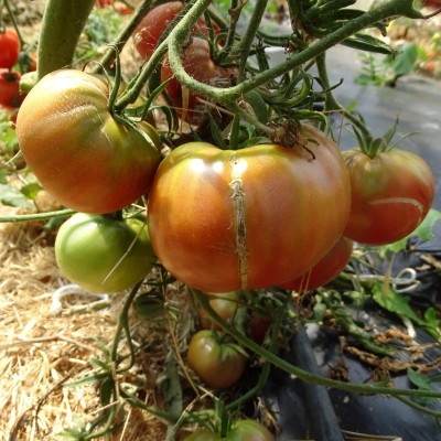 Tomate Noire de Tula