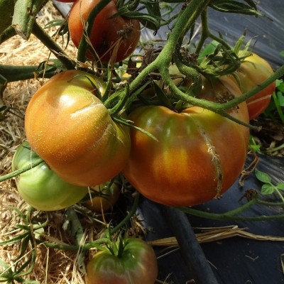 Tomate Noire de Tula