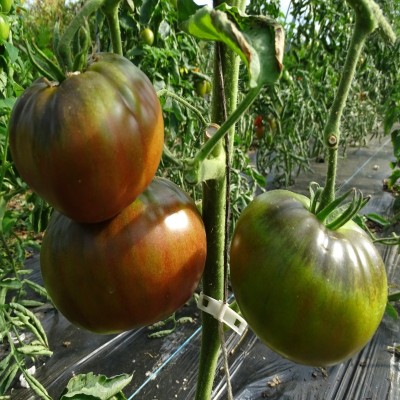 Tomate Noire de Crimée