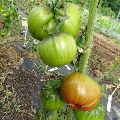 Tomate Noire de Crimée