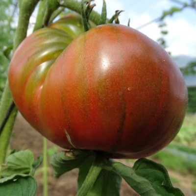 Tomate Noire de Crimée
