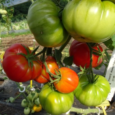 Tomate Money Maker