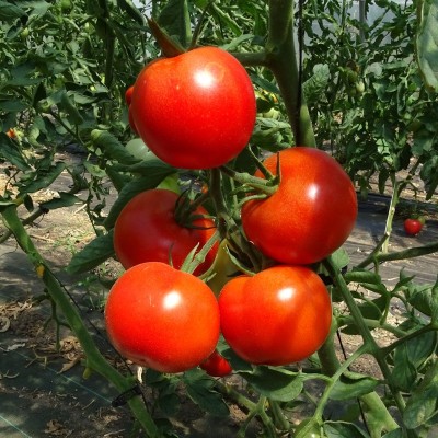 Tomate Money Maker
