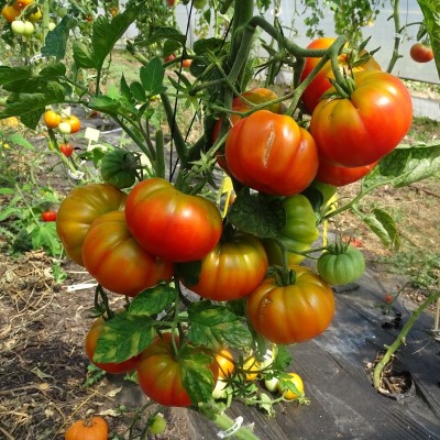 Tomate Money Maker