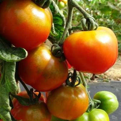 Tomate Monda Montfavet